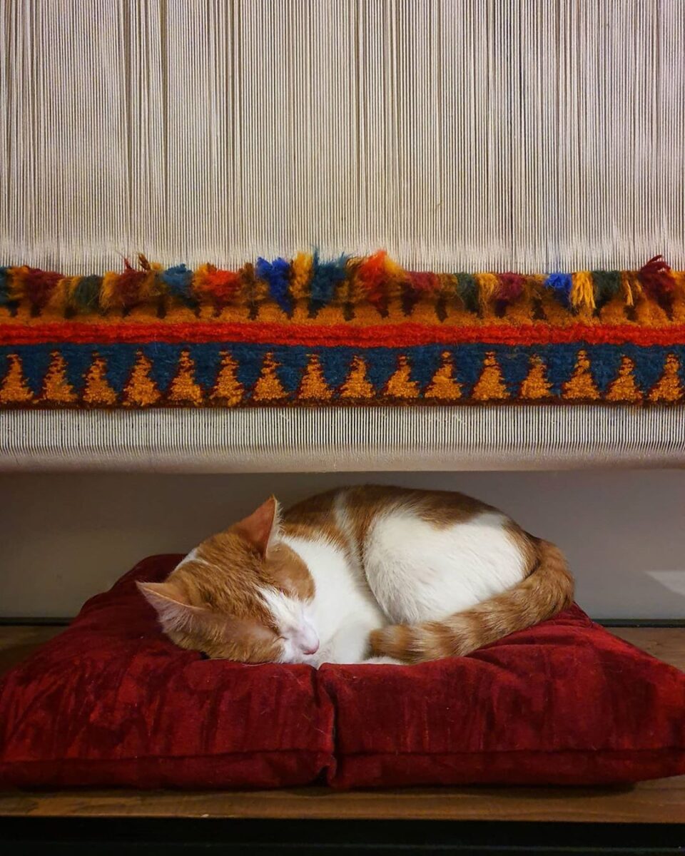 گربه اینفلوئنسر اینستاگرام خوابیده زیر دار قالی