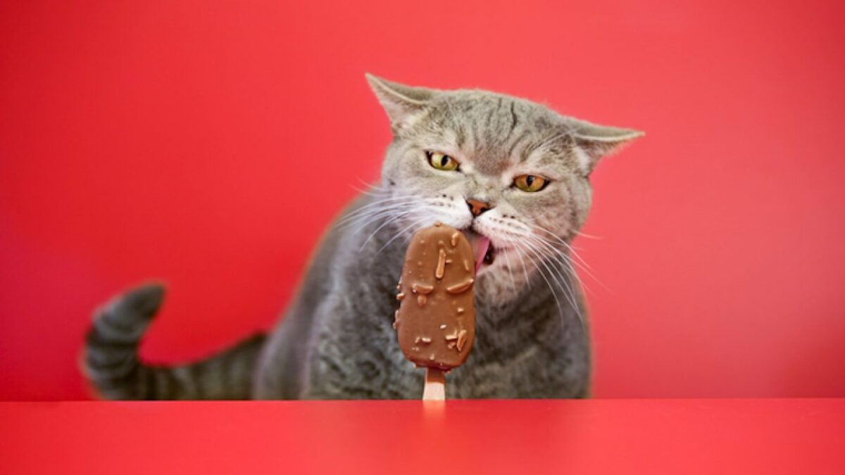 بستنی از غذاهای مضر برای گربه