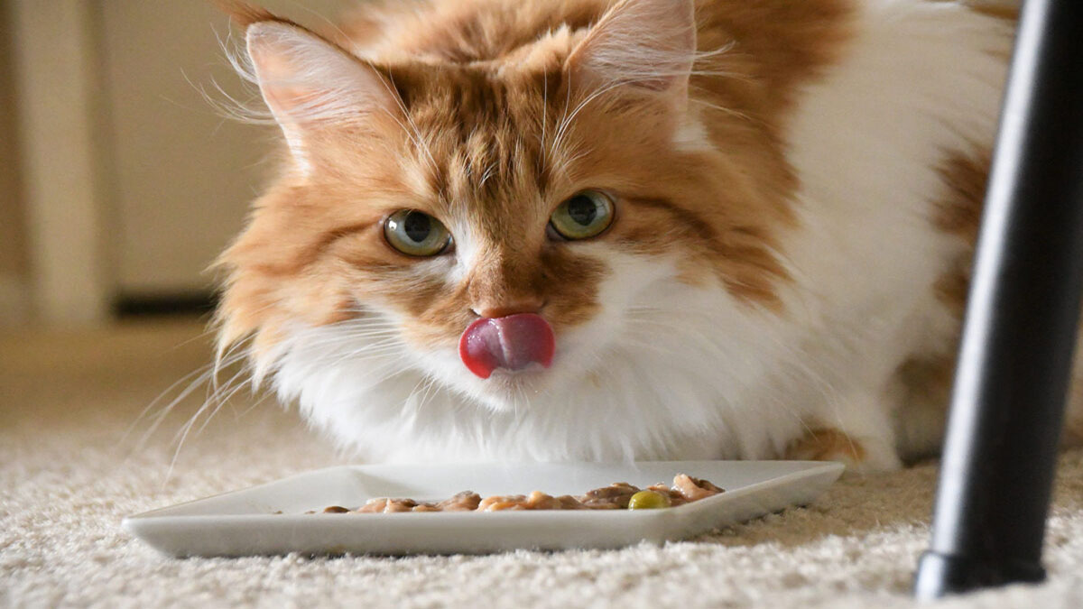 گربه در حال غذا خوردن 