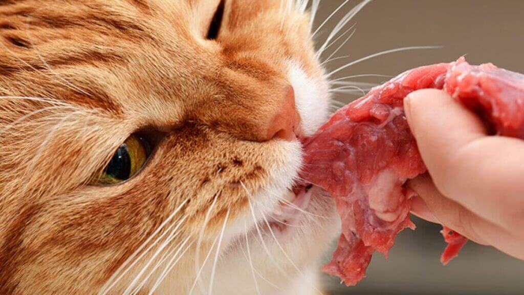 گوشت ماهی خام برای گربه
