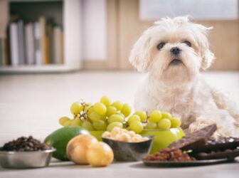 19 تا از غذاهای ممنوعه برای سگ ها را بشناسید!