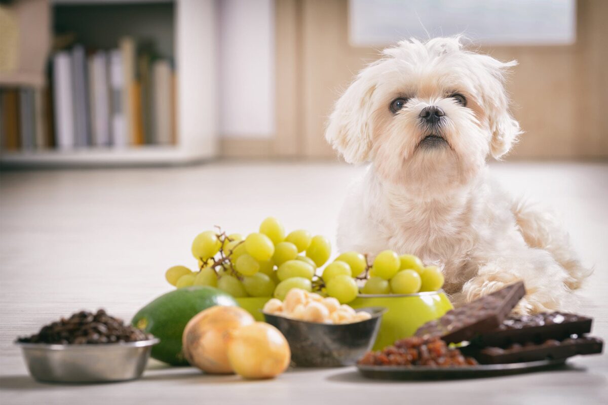 لیست غذاهای ممنوعه برای سگ ها
