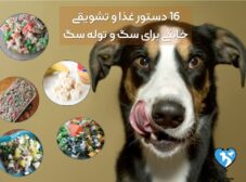 16 دستور غذای خانگی برای توله سگ و سگ بالغ توسط دامپزشک
