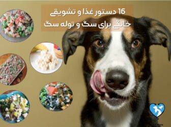مناسب‌ترین دستورهای غذای خانگی برای سگ بالغ!