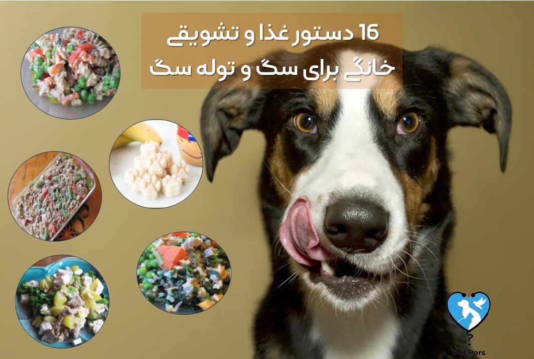 دستور غذای خانگی برای سگ