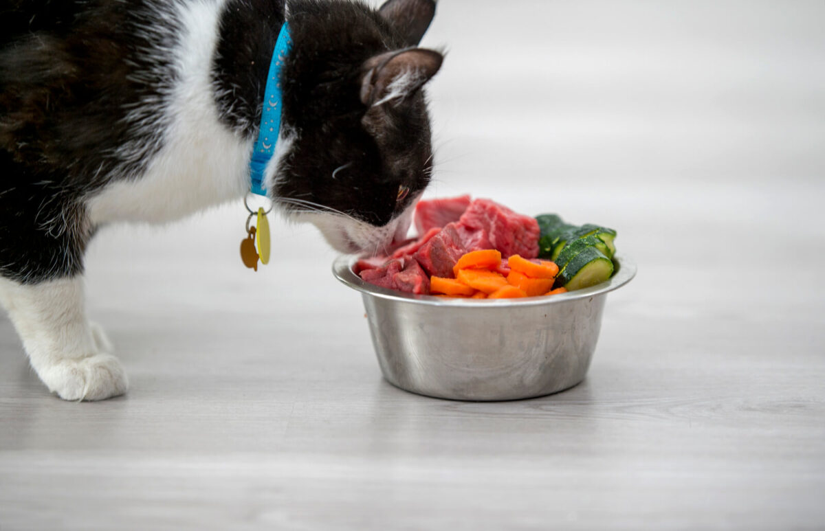 ظرف غذای گربه با گوشت و هویج و بروکلی و گربه با قلاده