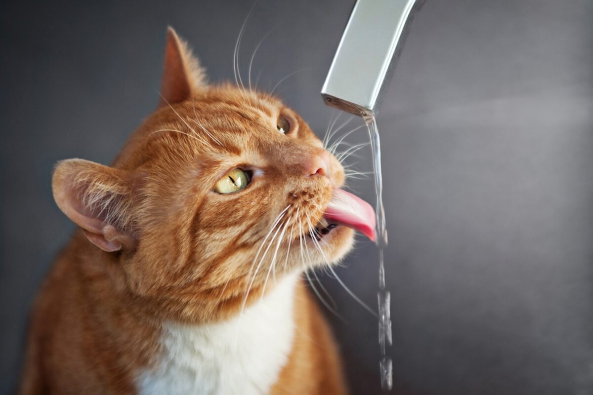 گربه در حال آب خوردن