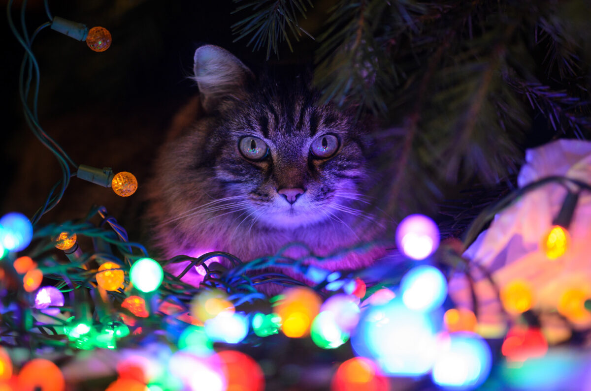 گربه بین چراغ‎های رنگی