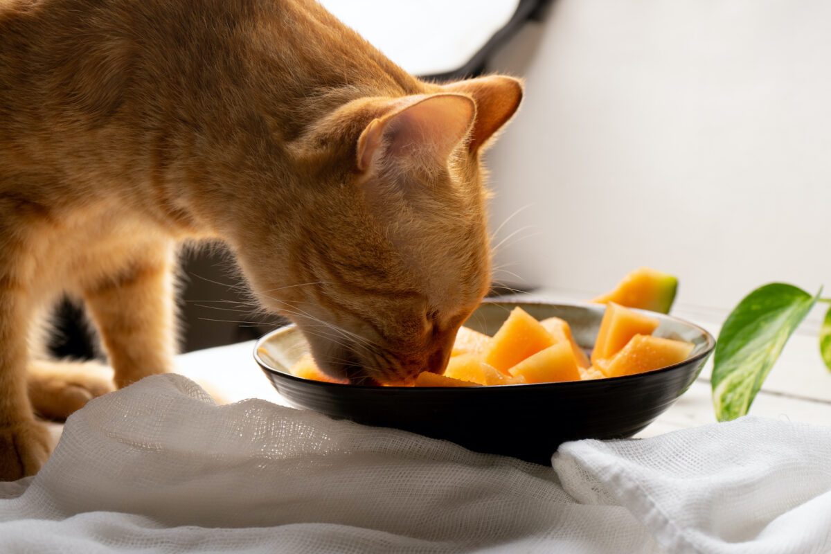 میوه خوردن گربه