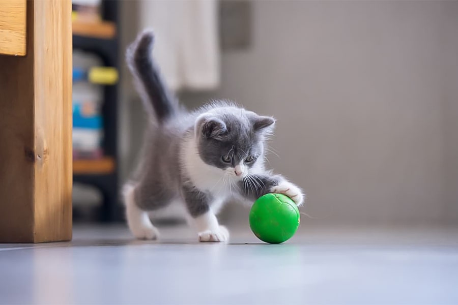 بچه گربه در حال گرفتن توپ