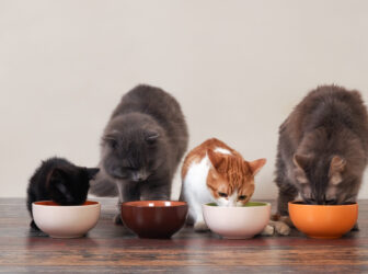 راهنمای تهیه و خرید غذای ارزان برای گربه ها