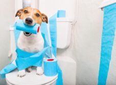 6 قدم ساده برای تربیت سگ برای دستشویی + سوالات متداول