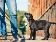 راهنمای تربیت توله سگ برای نگهبانی و گارد