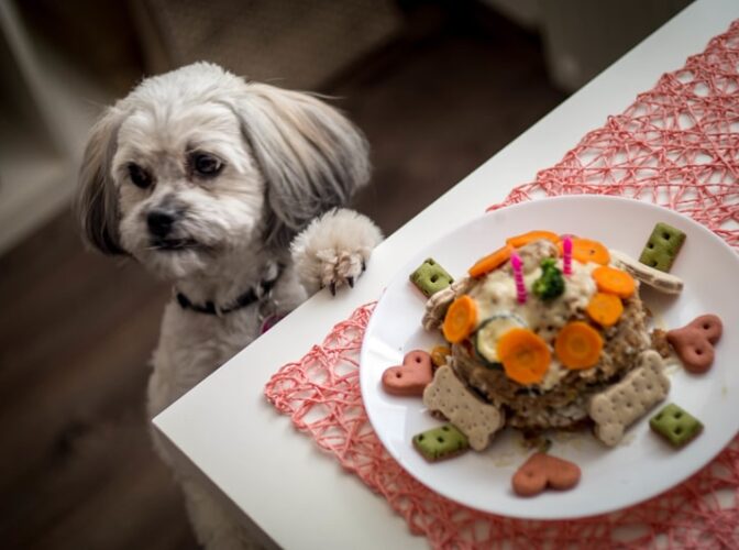غذای خانگی برای سگ شیتزو