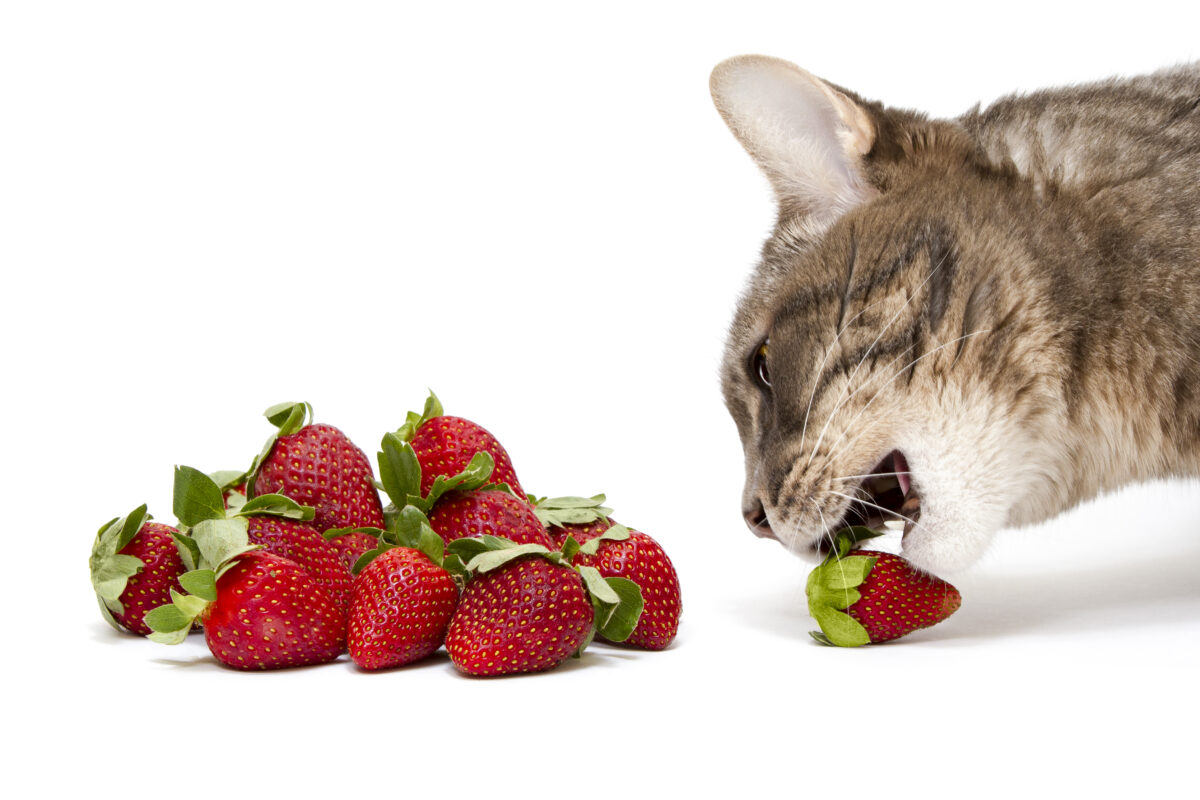 گربه در حال خوردن توت فرنگی