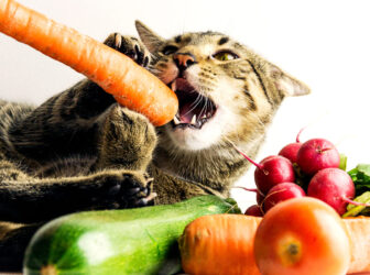 راهنمای کامل سبزیجات و میوه‌های مناسب برای گربه‌ها