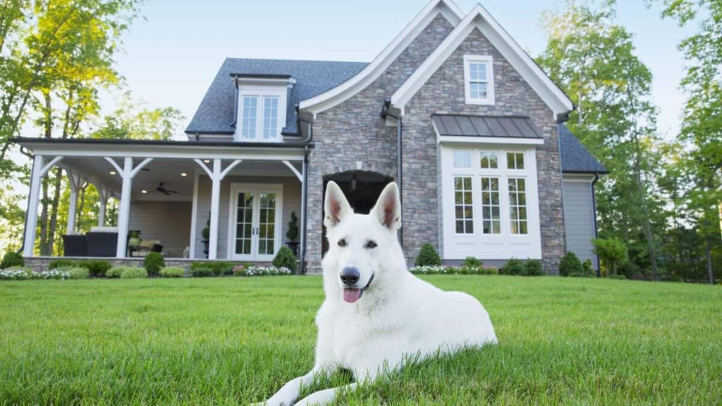 سگ سفید در حال نگهبانی از خانه ویلایی
