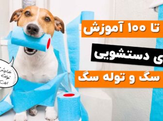 6 قدم ساده برای تربیت سگ برای دستشویی + سوالات متداول