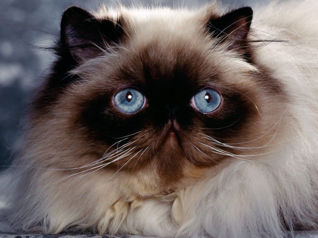 گربه همالین فلت