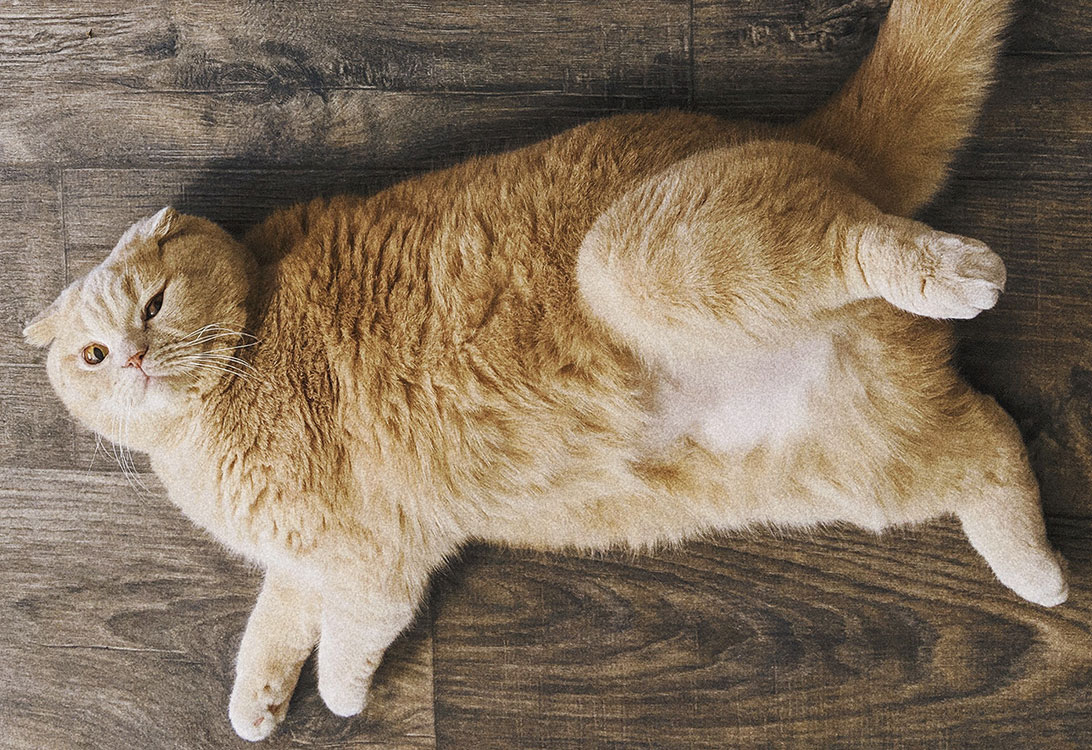 چاقی و اضافه وزن در گربه