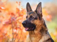 بیش از 300 اسم سگ پیشنهادی برای انواع سگ های نر و ماده