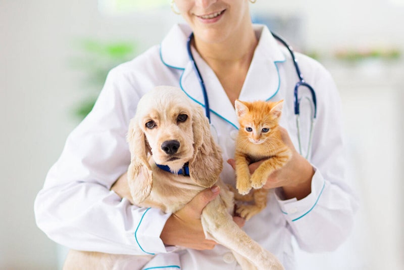 سگ و گربه در بغل دامپزشک بیمه حیوانات خانگی