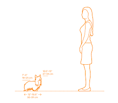 مقایسه اندازه سگ یورکشایر تریر با انسان