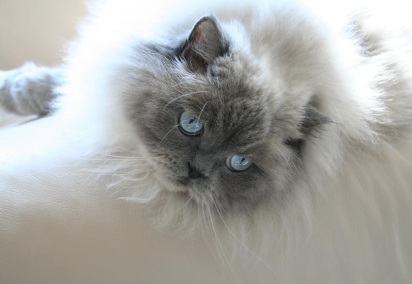 گربه هیمالین آبی پشمالو