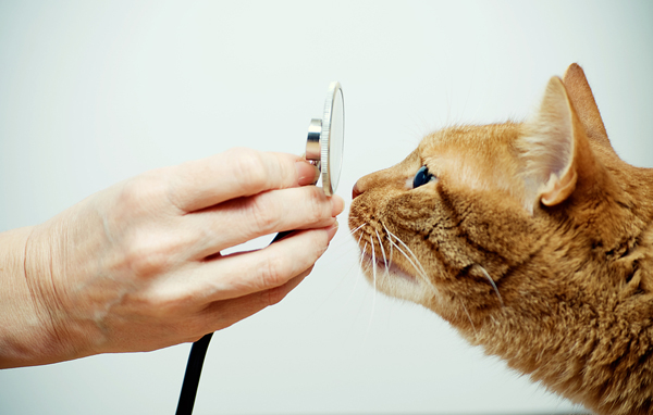 گربه در حال بو کردن استتسکوپ یا گوشی پزشکی