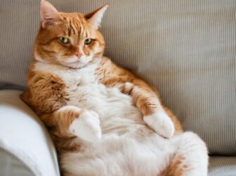 8 علت اصلی چاقی در گربه ها + راه‌های درمان و پیشگیری