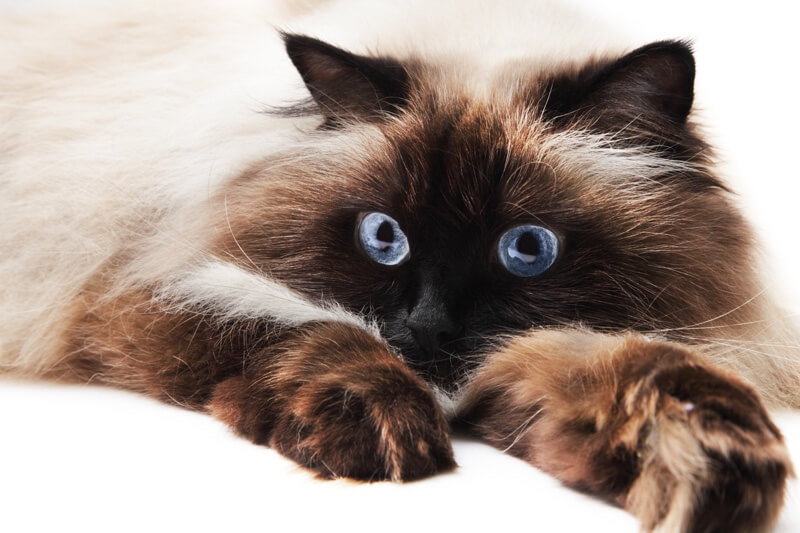 گربه هیمالین چشم آبی