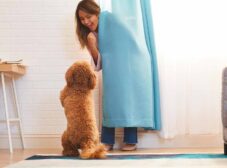 10 روش جذاب برای تخلیه انرژی سگ در خانه