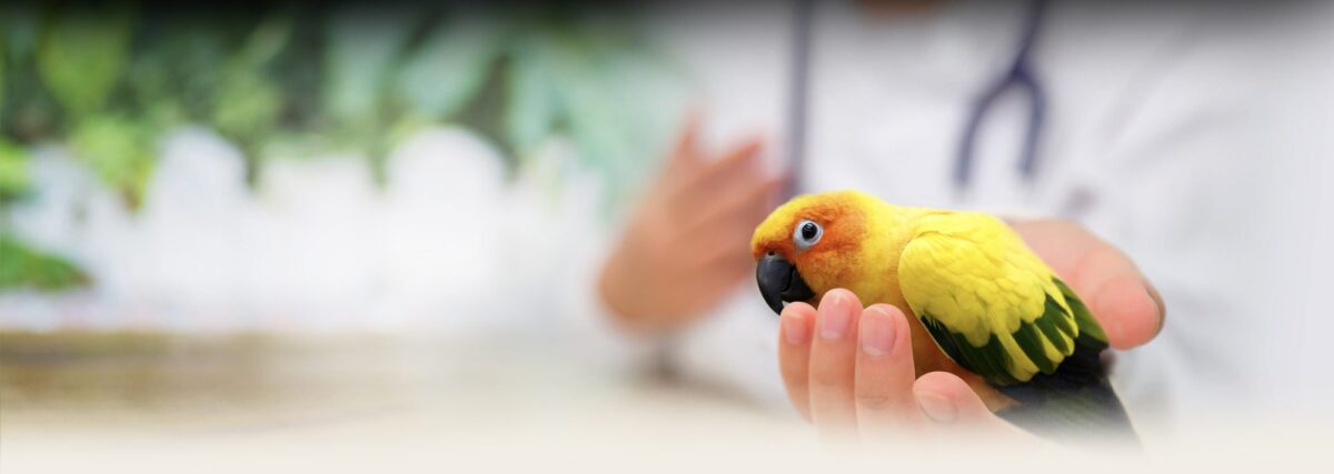 بیمه پرندگان تزئینی طوطی در دست دامپزشک