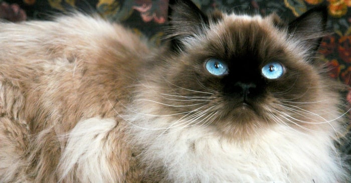 گربه هیمالین چشم آبی 