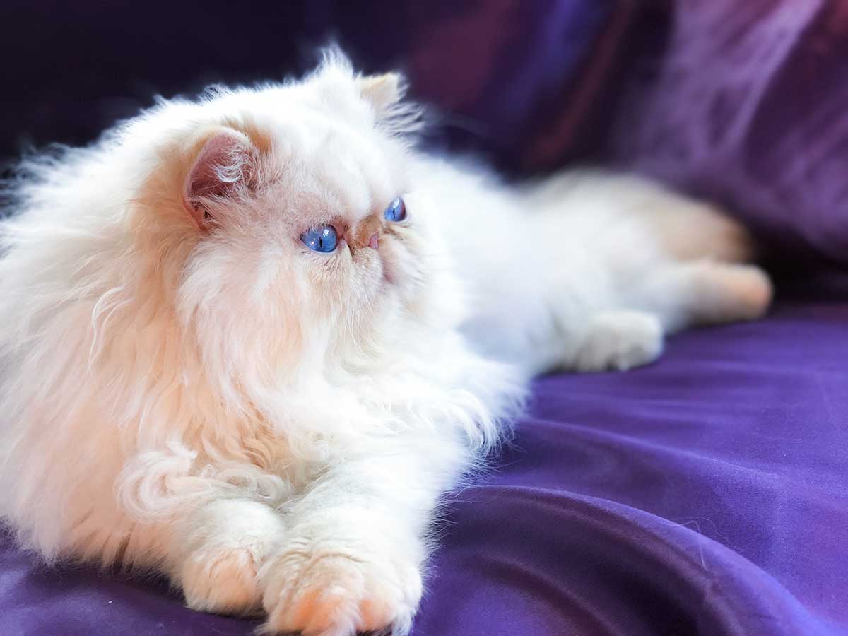 گربه هیمالین سفید چشم آبی