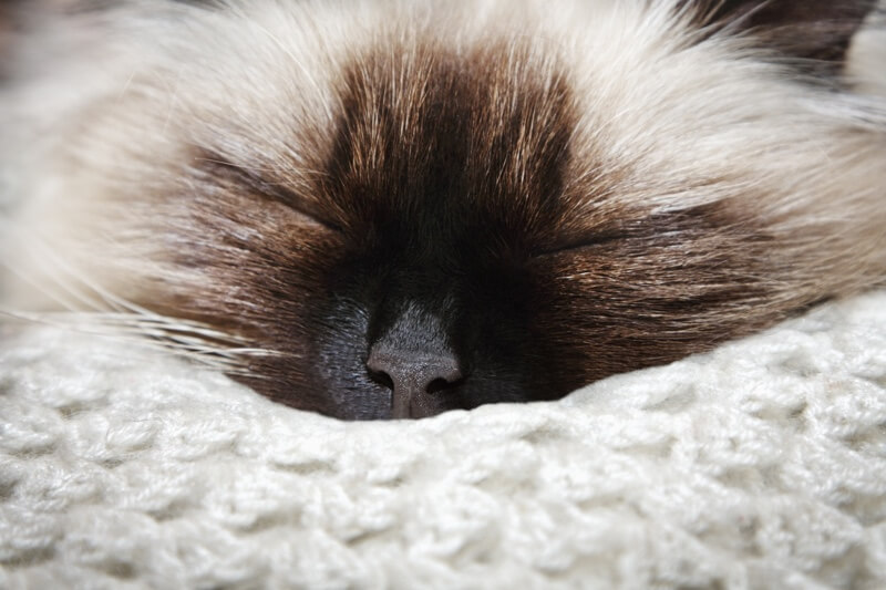 گربه هیمالین خوابیده
