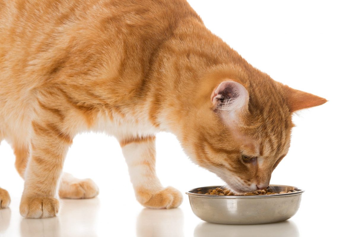 غذای خشک گربه یورینری