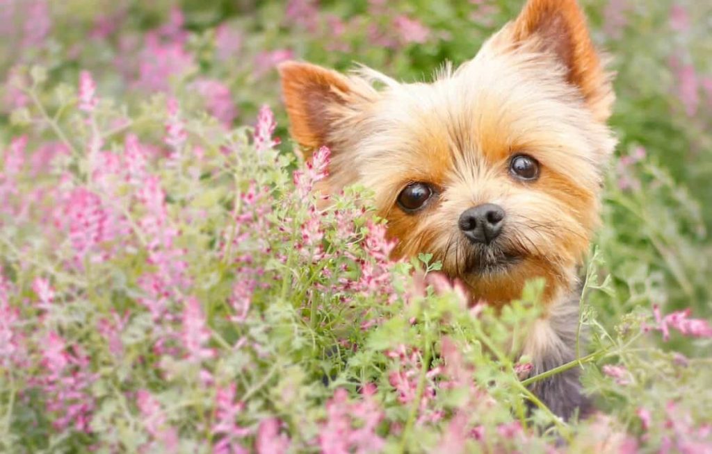 سگ یورکی در بین گل ها