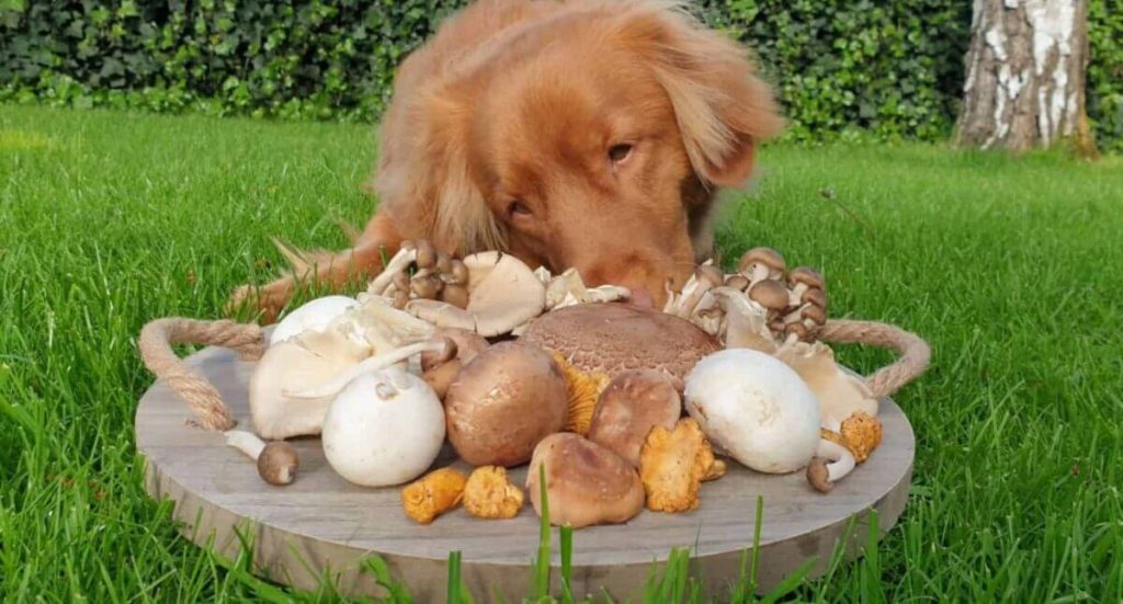 قارچ برای سگ