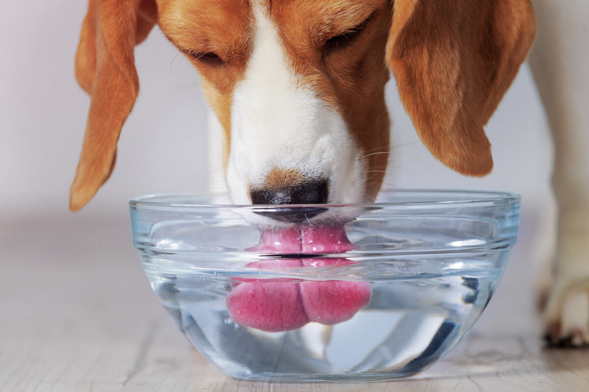 سگ در حال آب خوردن