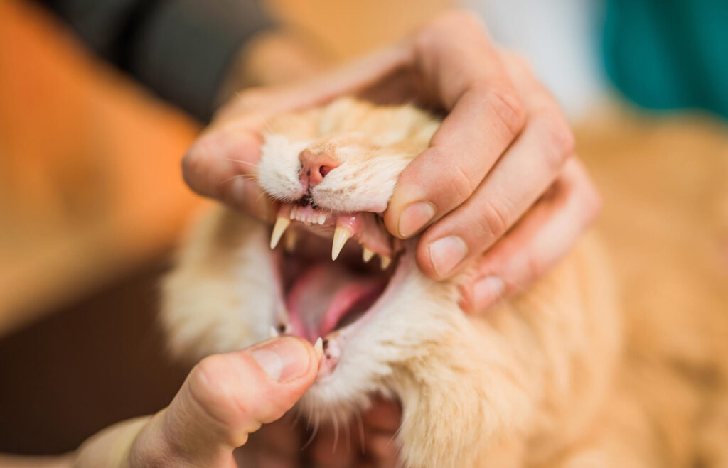 دهان باز و نمایش دندان‌های گربه قهوه‌ای