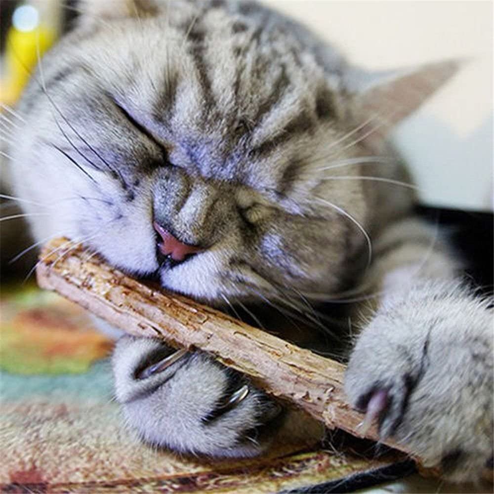 گربه طوسی در حال خوردن غذای خشک 