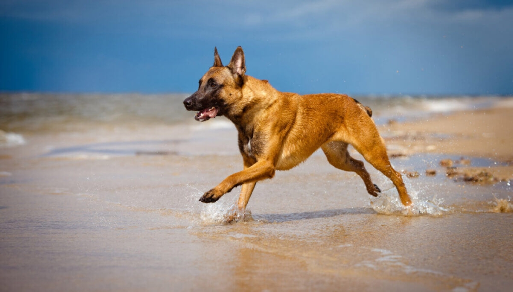 سگ مالینویز در حال دویدن در ساحل
