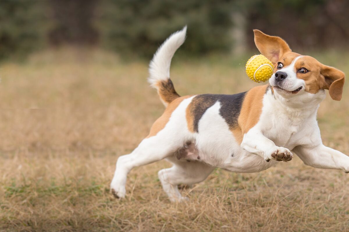 سگ در حال توپ بازی