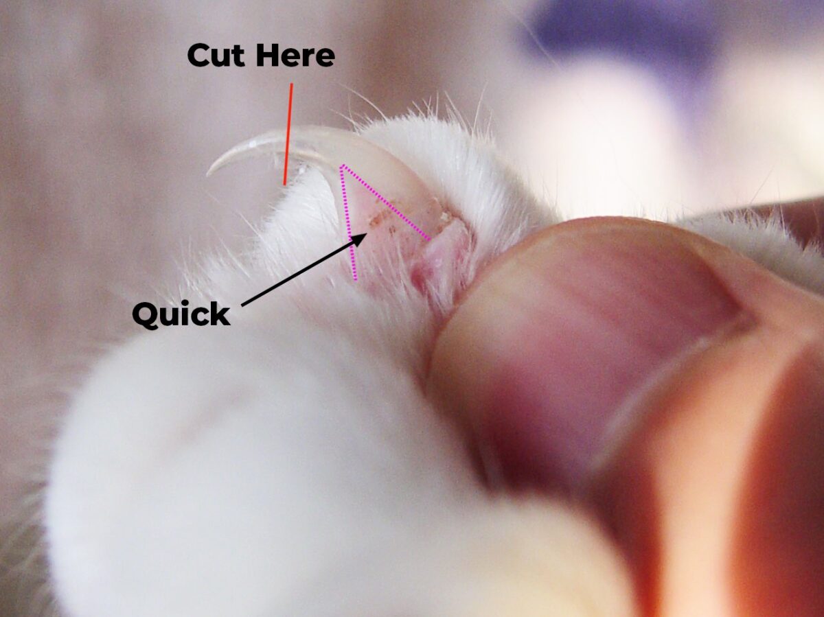 طریقه صحبح کوتاه کردن ناخن گربه