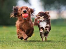 شیوه بازی کردن با سگ و آموزش چند نوع بازی محبوب!
