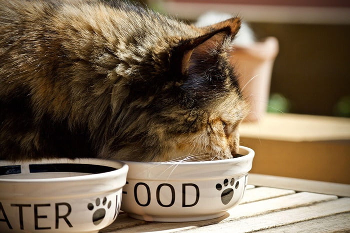 گربه در حال غذا خوردن از ظرف سرامیکی