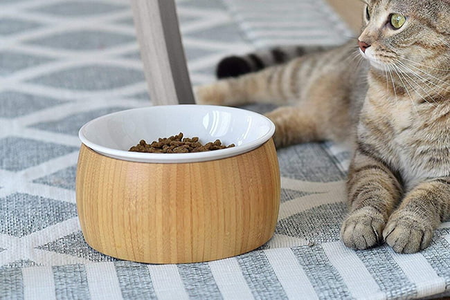 گربه در کنار ظرف غذای خشک