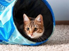 راهنمای خرید تونل بازی گربه + ۳ روش ساخت تونل گربه در منزل