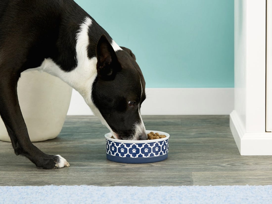 سگ در حال غذا خوردن از ظرف سرامیکی